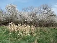 Ickenham Marsh