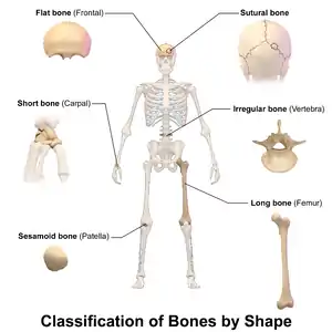 Classification of bones by shape