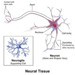 Neural tissue