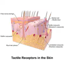 Illustration of Tactile Receptors in the Skin