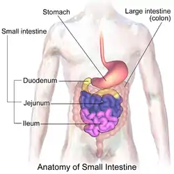 Sections of the small intestine