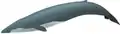 Blue whale illustration with a dark blue tail, a slightly lighter shade of blue overall, and a small dorsal fin close to the tail (from Baleen whale)