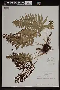 Blechnum vulcanicum MIN571206