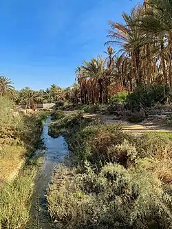 Oasis and Palm trees in Tozeur with a valley - Dec 2020