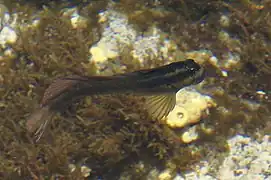 Blenniella cyanostigma