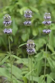 Round clusters of lavender flowers surrounding plant stem