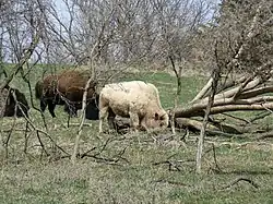 Blonde Bison