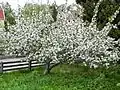 Blossoming 'Belle de Boskoop' apple tree