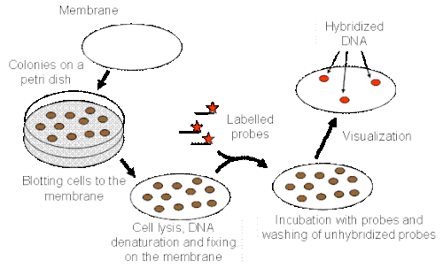 Hybridization is applied to the nucleic acid released from microbial colonies and labelled with a probe for detection by methods such as ultraviolet light or autoradiography. This is great for screening clones.