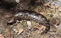 Schwarzgelber Blauzungenskink