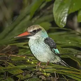 H. m. dryasSão Tomé and Príncipe