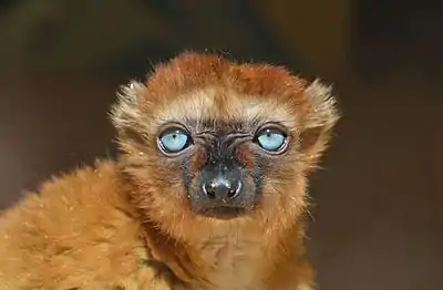 Sclater's lemur, also known as the blue-eyed black lemur