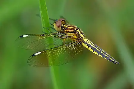 Young male