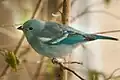 Blue-grey tanager, Thraupis episcopus