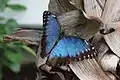 Blue Morpho