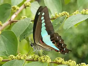 Ventral view