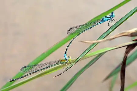 Tandem pair