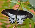 Blue Mormon(Papilio polymnestor)