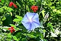 Blue morning glory flower