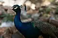 A peacock at Daman-e-Koh