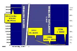 A graph showing population trend of the blue whale during the whaling era, with 250,000 before whaling, 30 to 40,000 in the 1930s, 650 to 2,000 in 1964, and greater than 5,000 in 1994 (from Baleen whale)