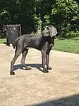 Blue male weimaraner with short hair and docked tail