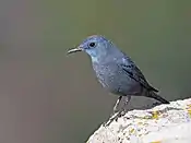 Male in January, Gamla Nature Reserve, Israel