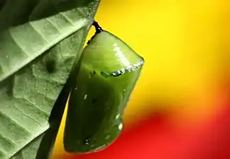 Pupa