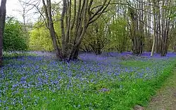 Moor Copse