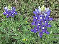 Bluebonnets