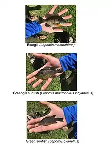 A chart displaying the greengill sunfish with its parent species, the bluegill and green sunfish.