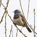 Male (L. s. cyanecula), Biebrzaski, Poland