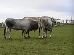 Boškarin cattle.