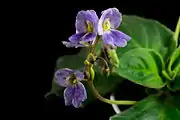 Boea hemsleyana flowers