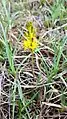 Bog Asphodel growing at Clara