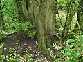 Bole of coppiced U. laevis, girth 410 cm, Over Wallop, UK