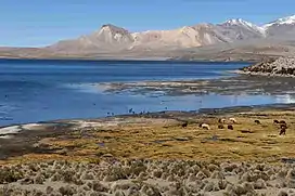 Shoreline vegetation and landscape