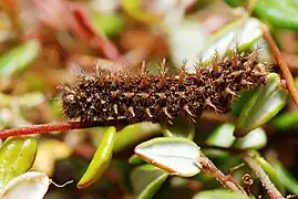 Larvae in July 2010, Ardennes, Belgium