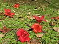 Fallen flowers in Hong Kong