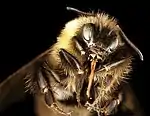 A closeup of a yellow and black bee head on, against a black backdrop