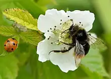 Foraging red-tailed bumblebee on flower