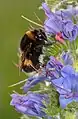 White-tailed bumblebee