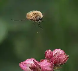 Western bee-fly