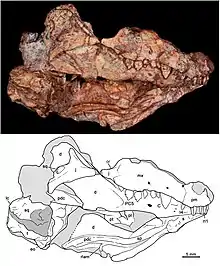 Photo and drawing of an incomplete fossil skull seen from the right