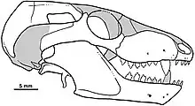 Drawing of a skull seen from the right