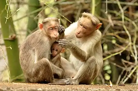 Bonnet macaque allogrooming while infant suckles.