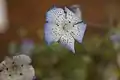 Nemophila menziesii var. integrifolia, close-up