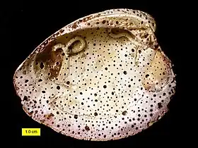 Another example of Entobia sponge borings and encrusting serpulid worms on a modern shell of the bivalve Mercenaria in North Carolina.