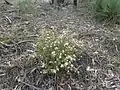 Boronia microphylla in the Torrington State Conservation Area