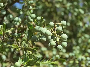 Green fruit during spring, Kalahari